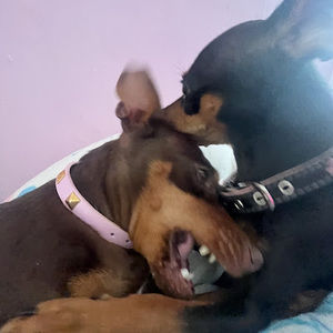 Meet your Posher, Julia